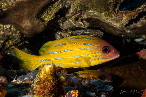 Fiveline Snapper
