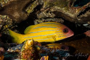 Fiveline Snapper
