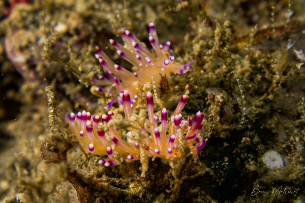 Coryphellina lotos