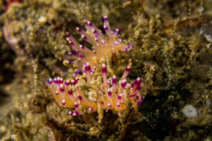 Coryphellina lotos