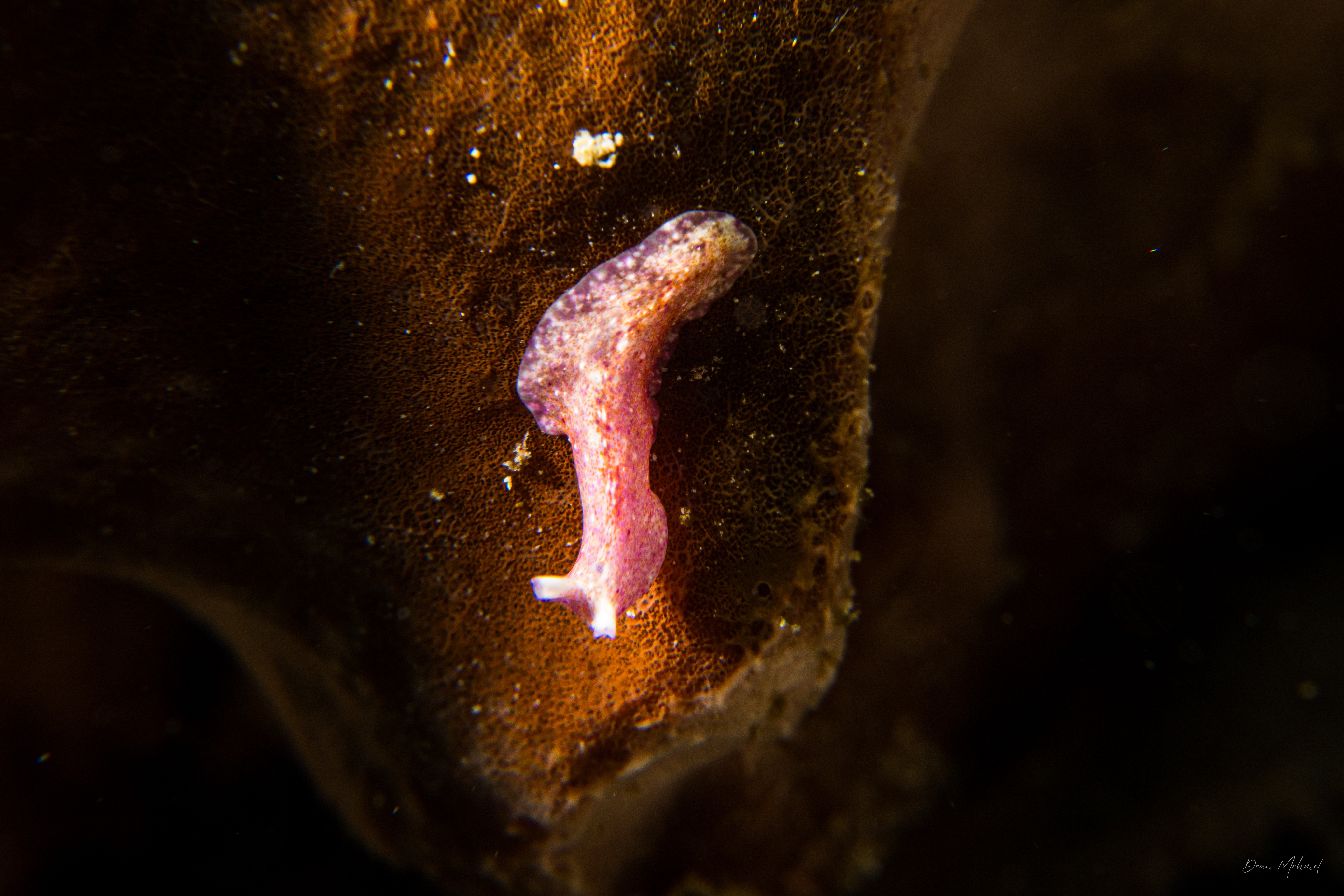 Pseudoceros goslineri