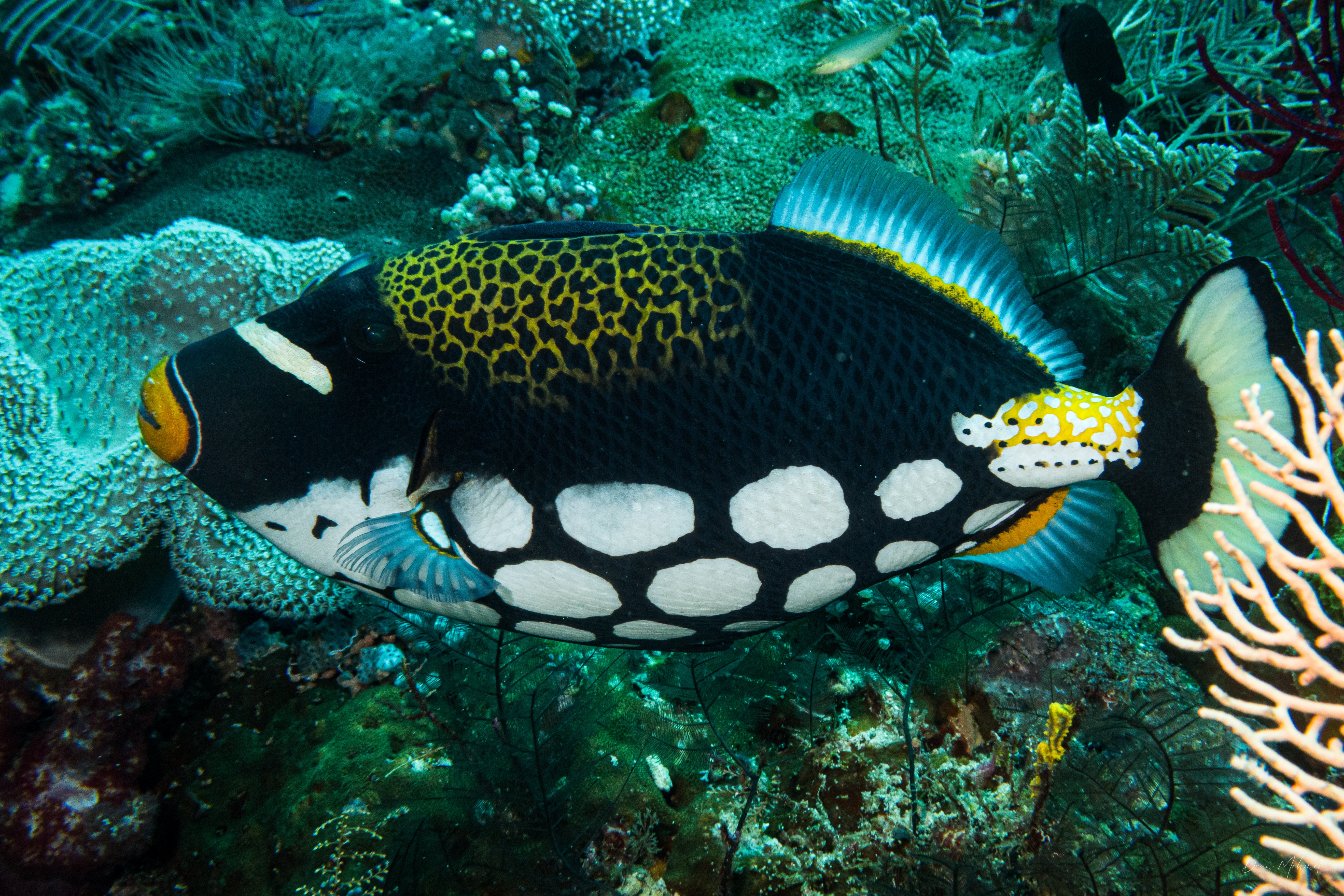 Clown Triggerfish
