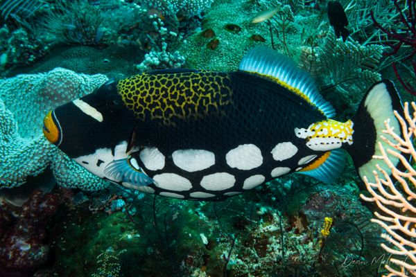 Clown Triggerfish