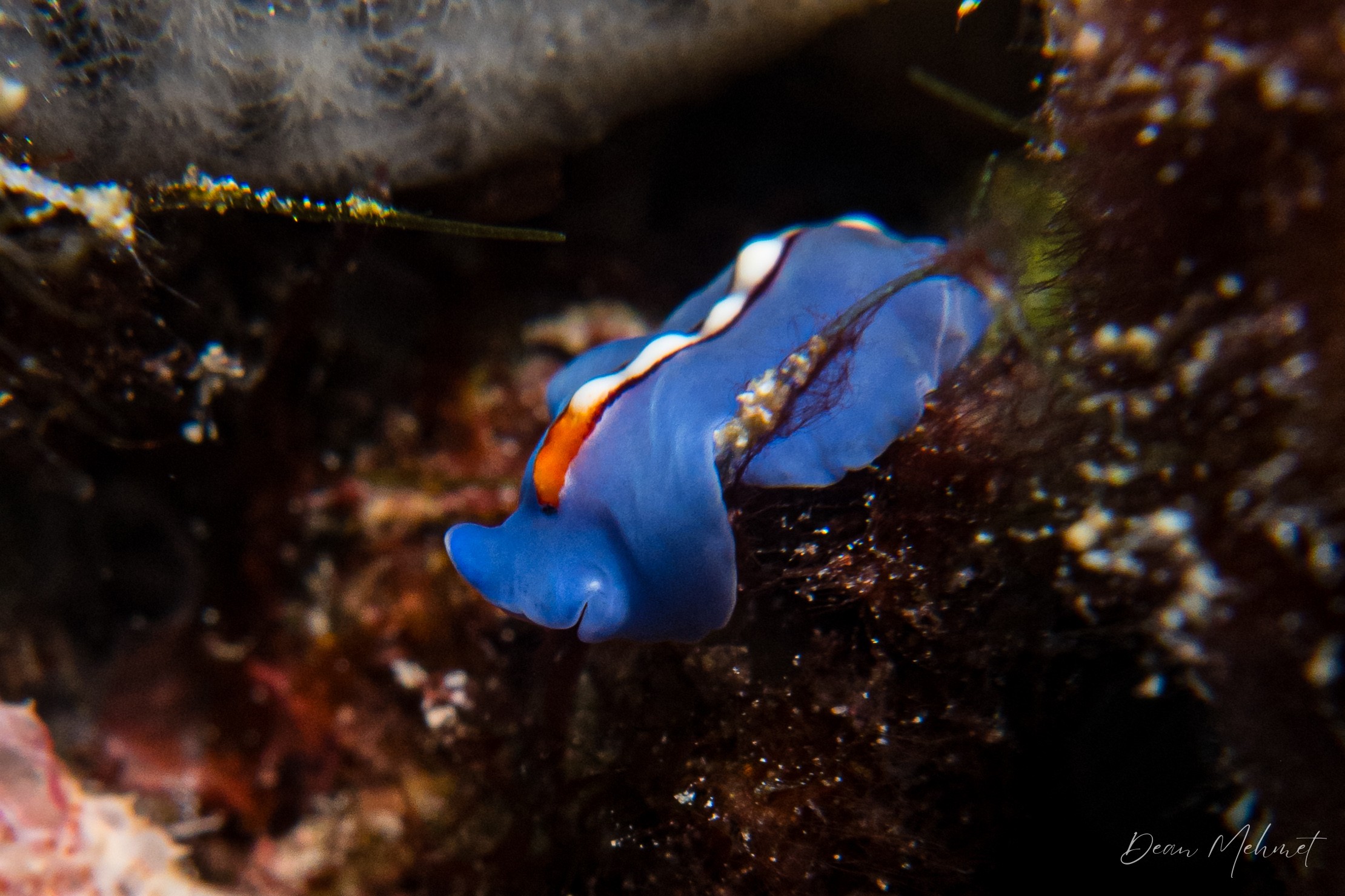 Racing Stripe Flatworm