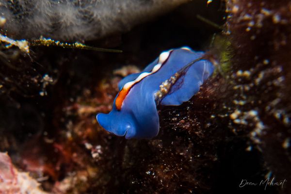 Racing Stripe Flatworm - Photo 6