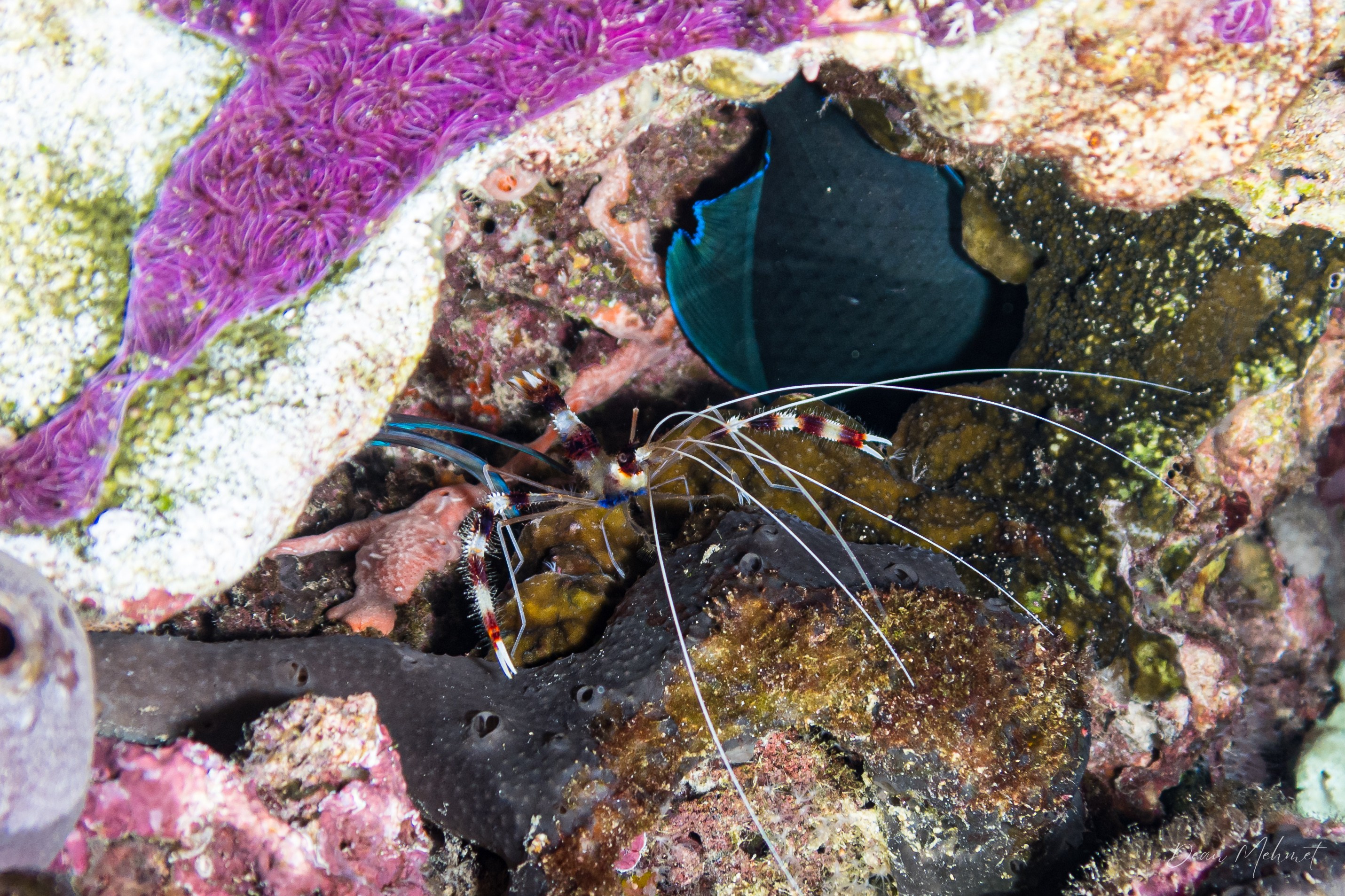 Banded Coral Shrimp