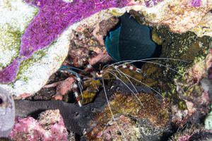 Banded Coral Shrimp