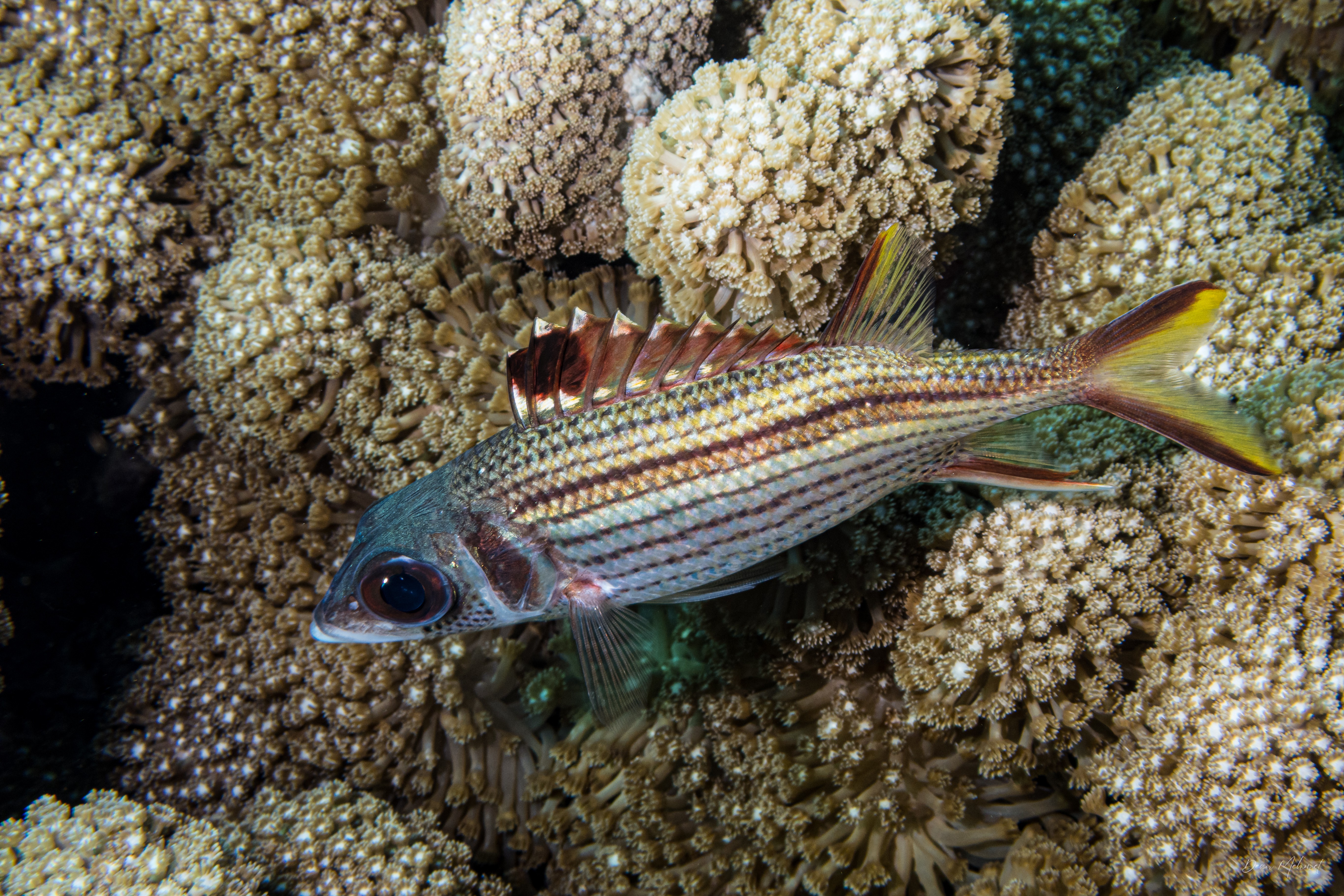 Slender Squirrelfish