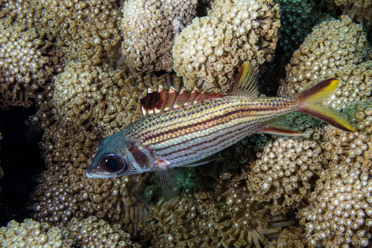 Slender Squirrelfish
