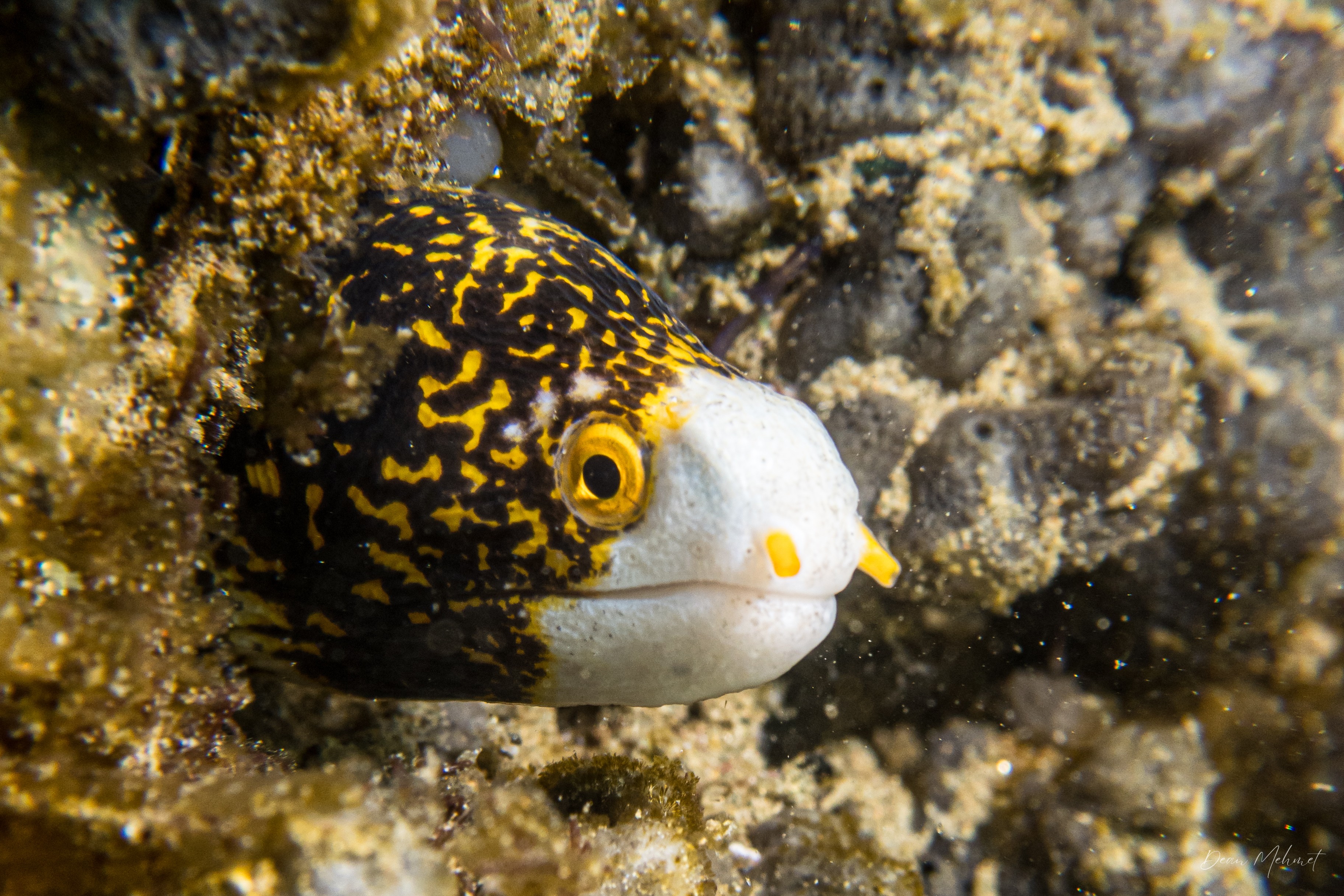 Snowflake Moray