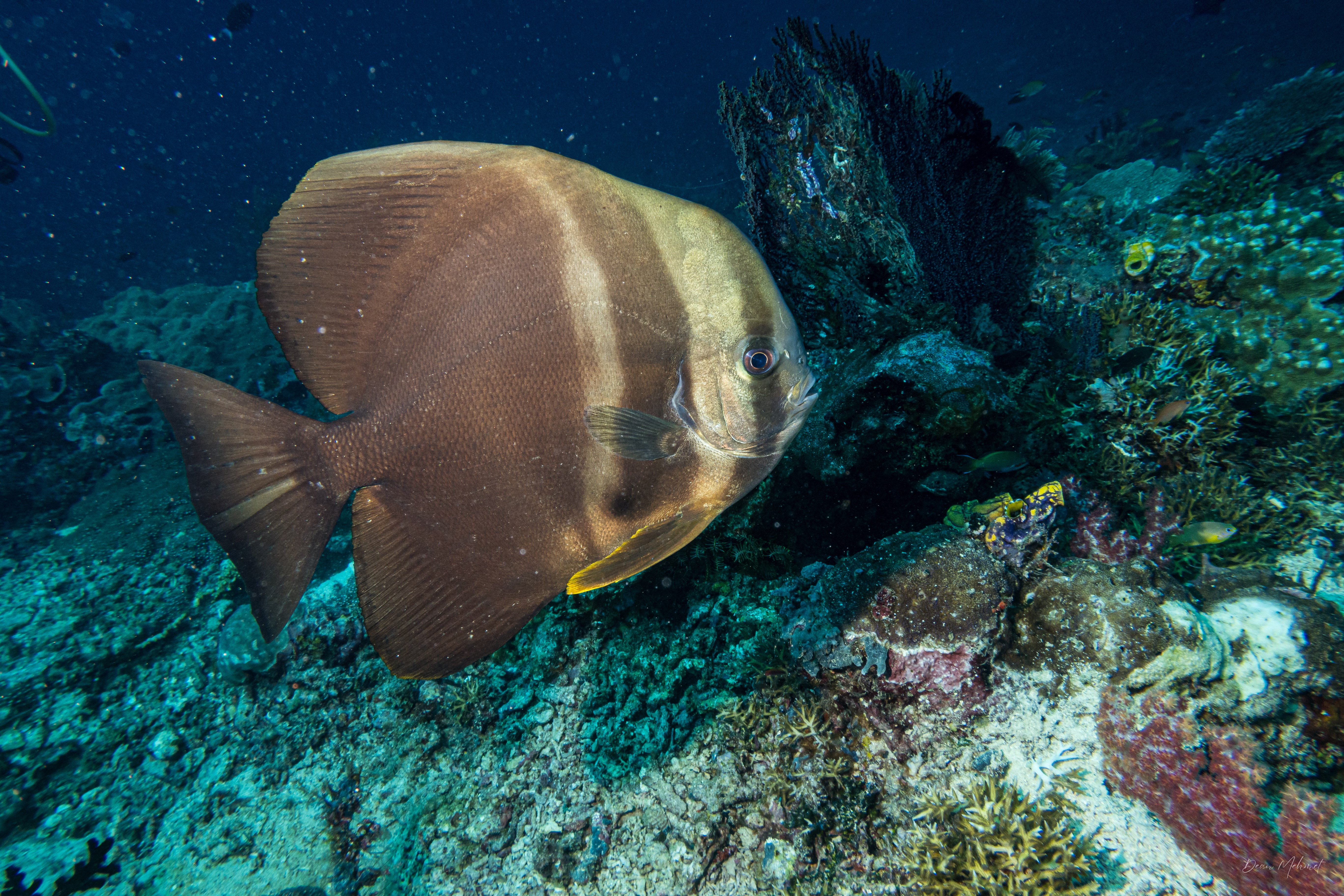Longfin Batfish