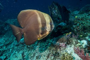 Longfin Batfish