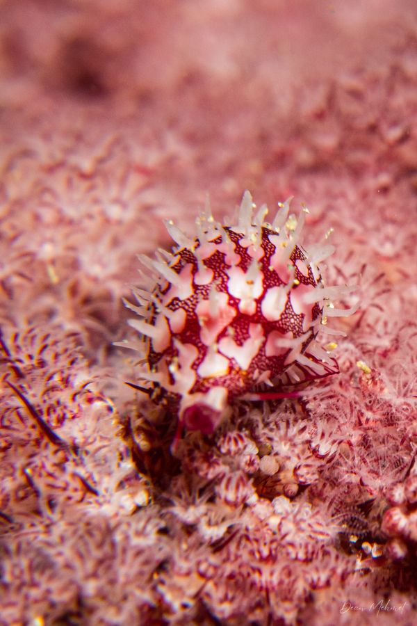 Ridged Egg Cowry