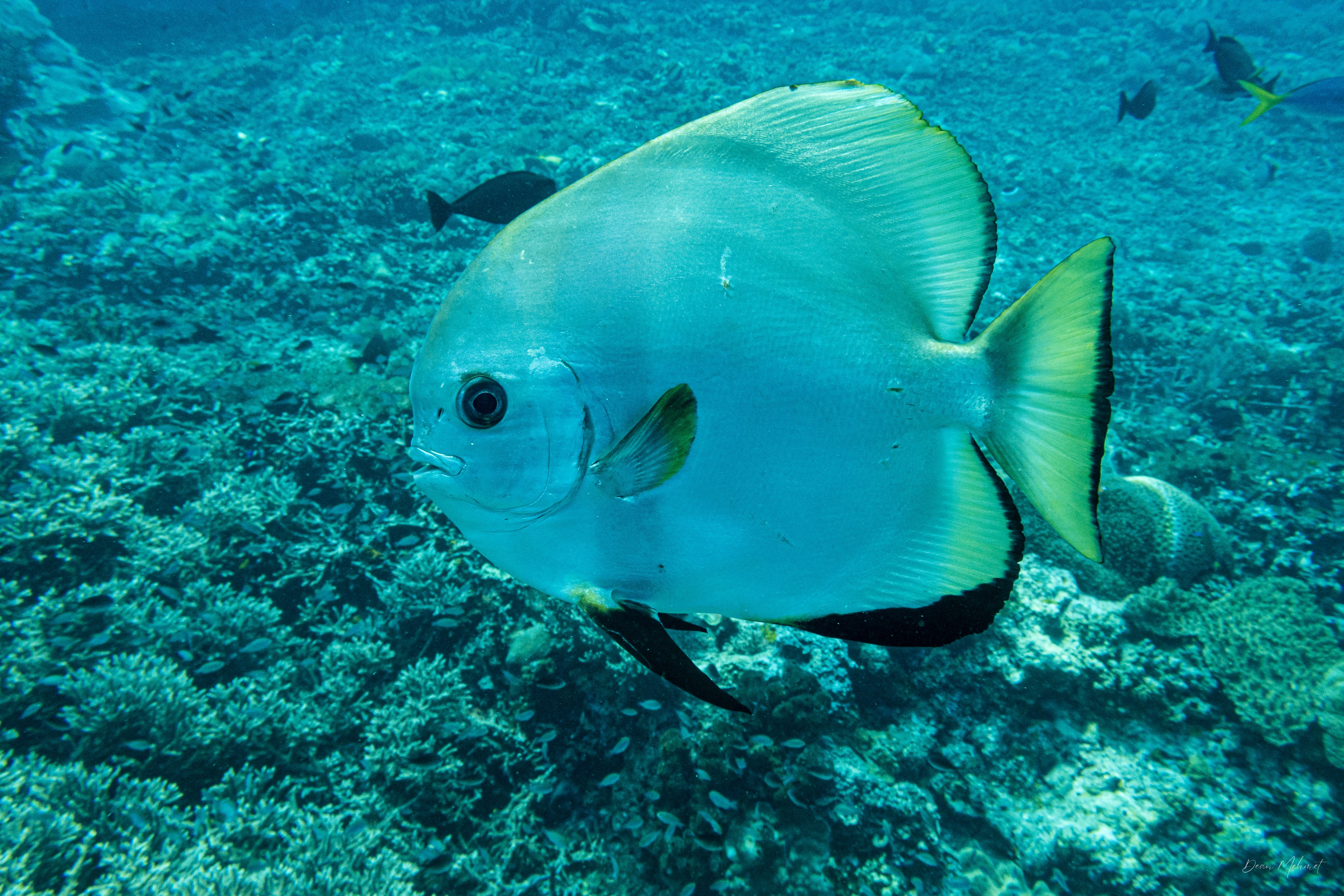 Golden Spadefish