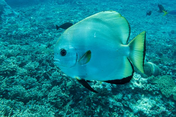Golden Spadefish - Raja Ampat - 27 September 2026 - Dive 2 - Sawandarek Jetty
