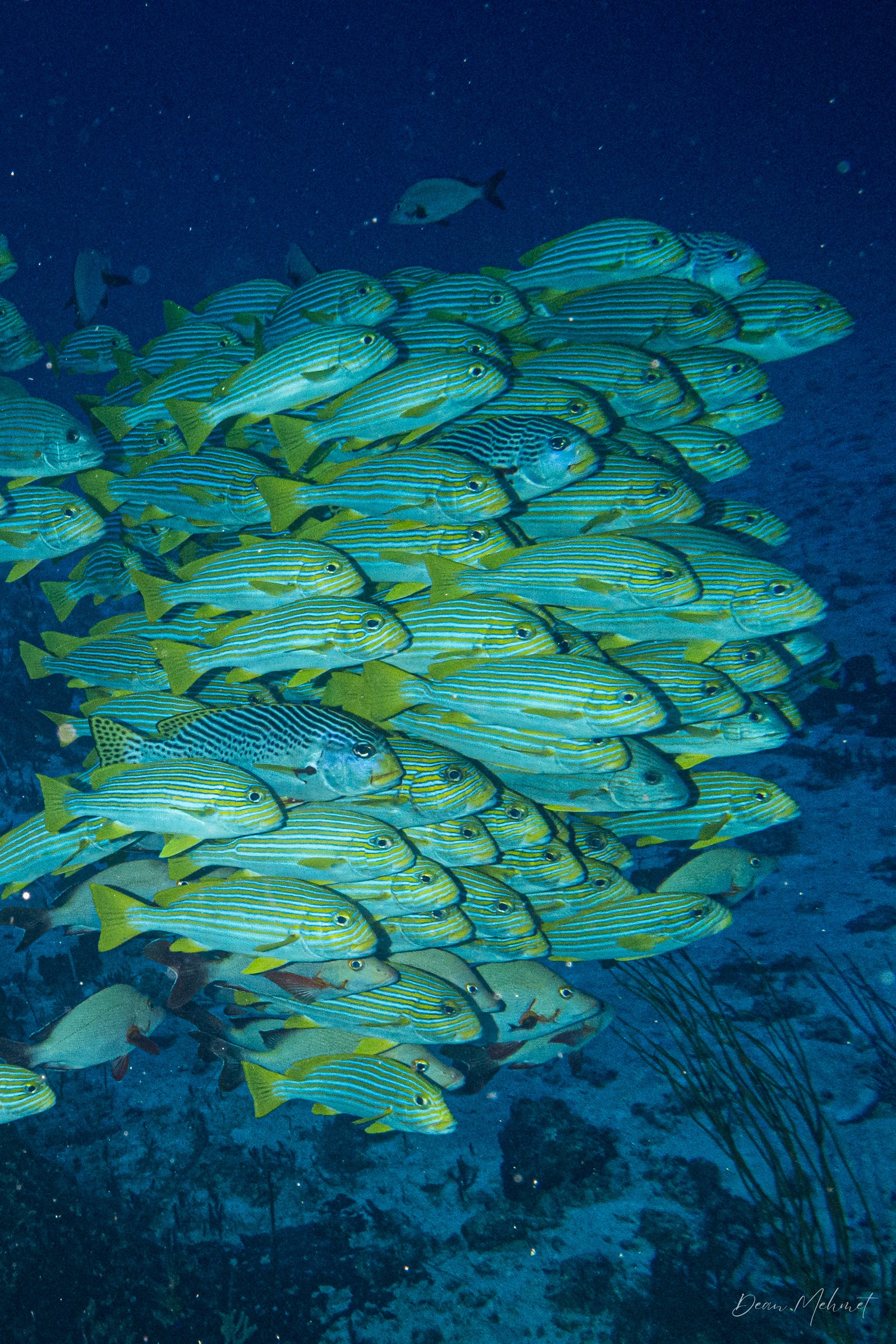 Ribbon Sweetlips