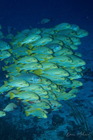 Ribbon Sweetlips from Raja Ampat