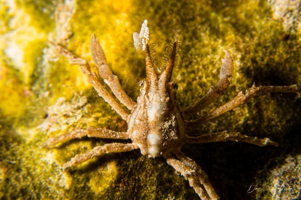 Arborek Jetty encounter 6