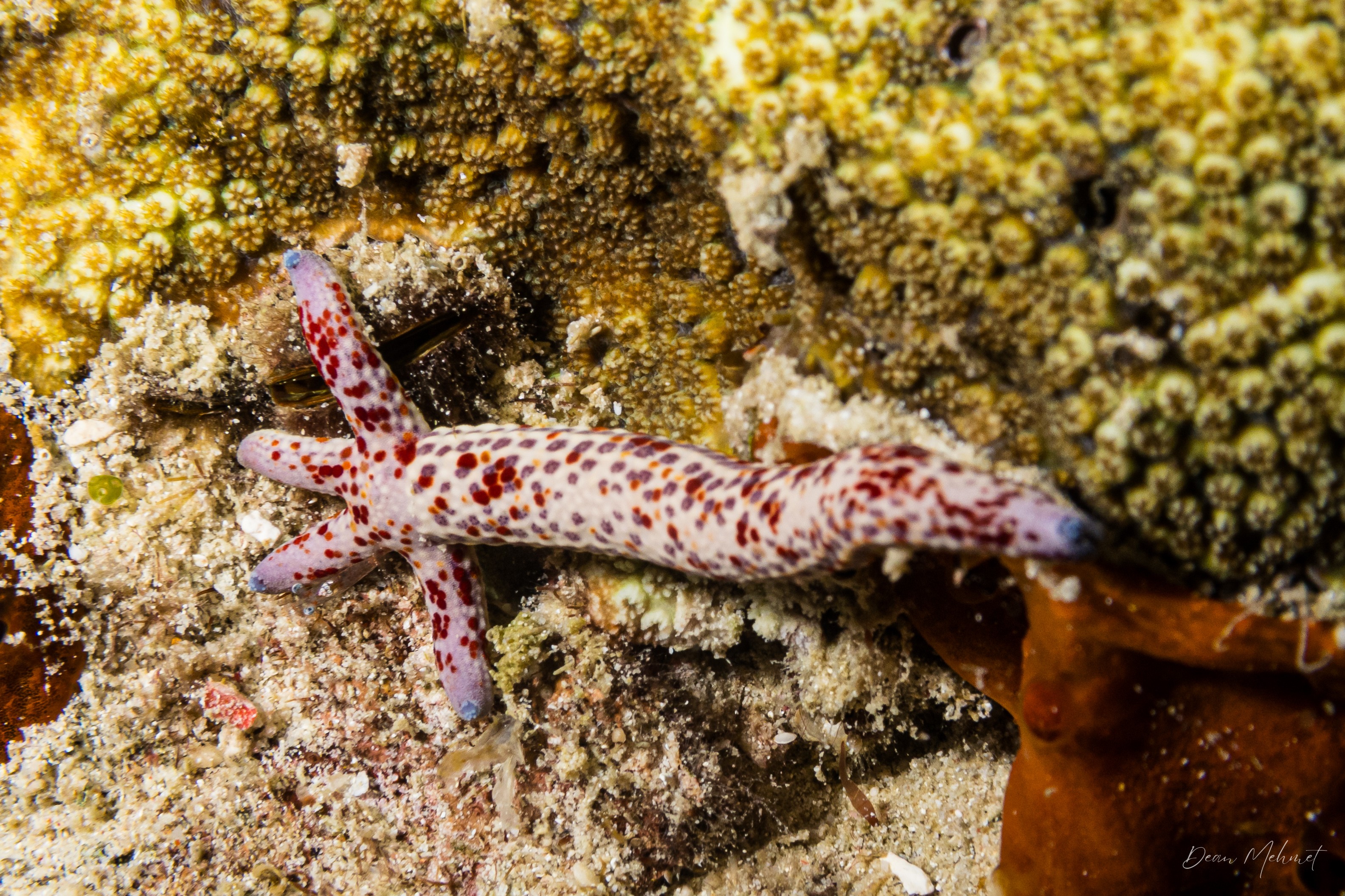 Spotted Linckia