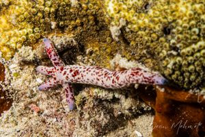 Spotted Linckia