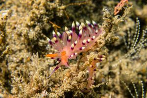 Desirable Flabellina
