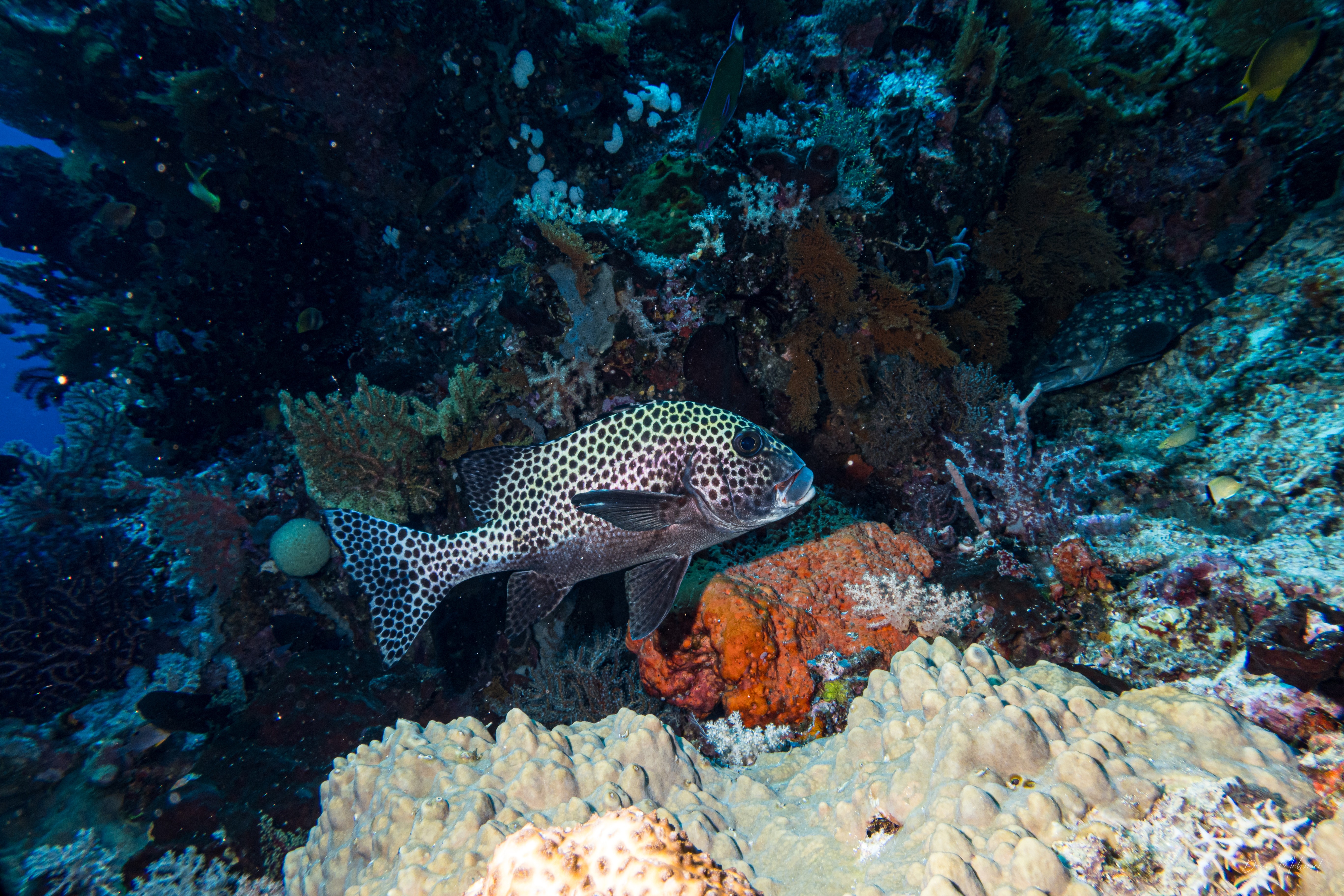 Harlequin Sweetlips