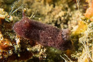 Alloiodoris lanuginata