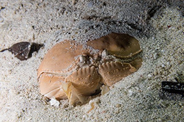Smooth Box Crab