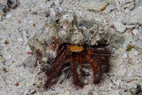 RADL Jetty encounter 8