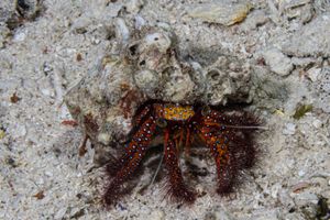 White-spotted Hermit Crab