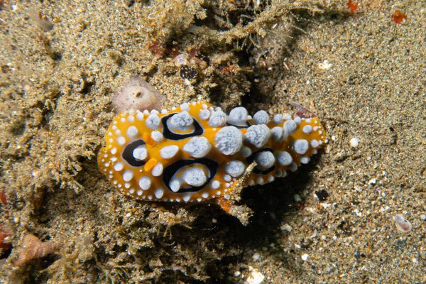 Ocellate Phyllidia - Ambon - 15 September 2026 - Dive 1 - Air Manis