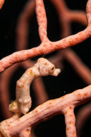 Denise's Pygmy Seahorse