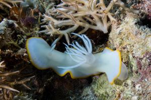 Ardeadoris egretta