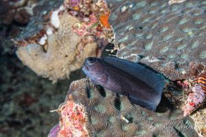 Namiye's Combtooth Blenny