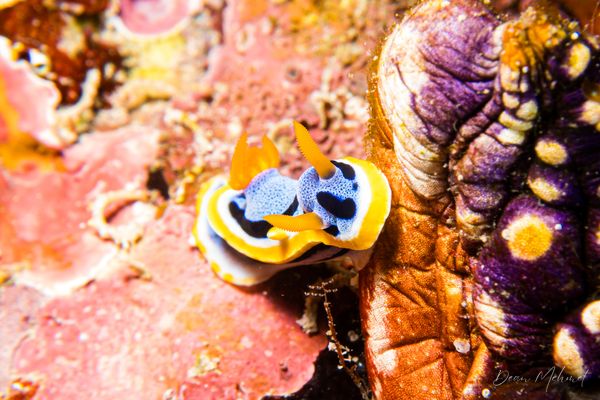 Anna's Chromodoris - Photo 23