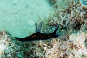 Slender Roboastra