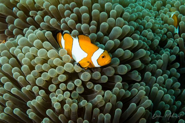 Archive frame - Raja Ampat - 27 September 2026 - Dive 2 - Sawandarek Jetty