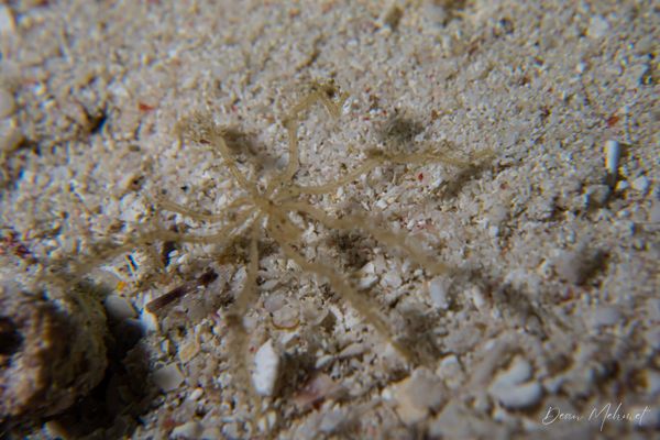RADL Jetty encounter 6