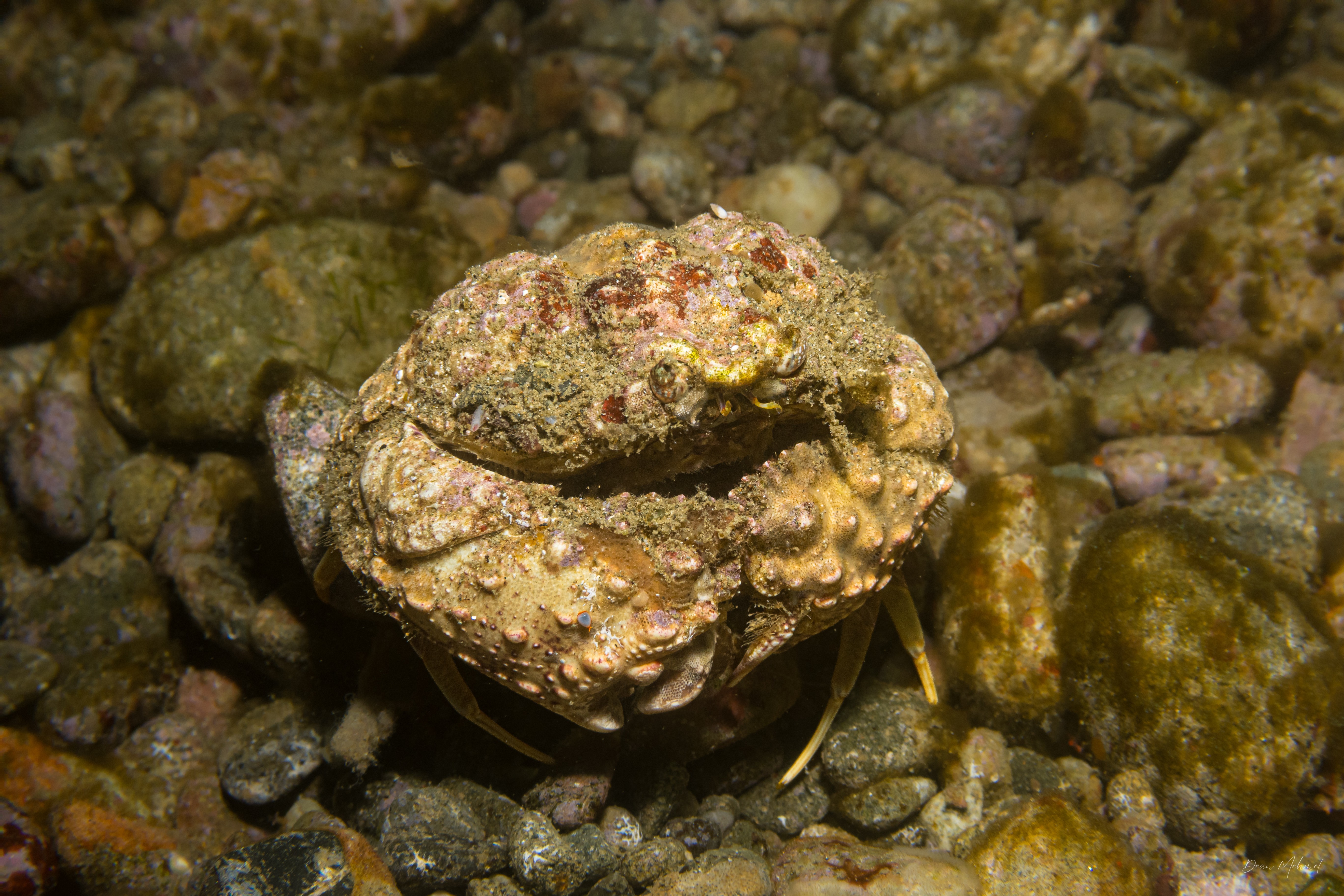 Rough Box Crab