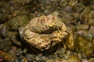 Rough Box Crab