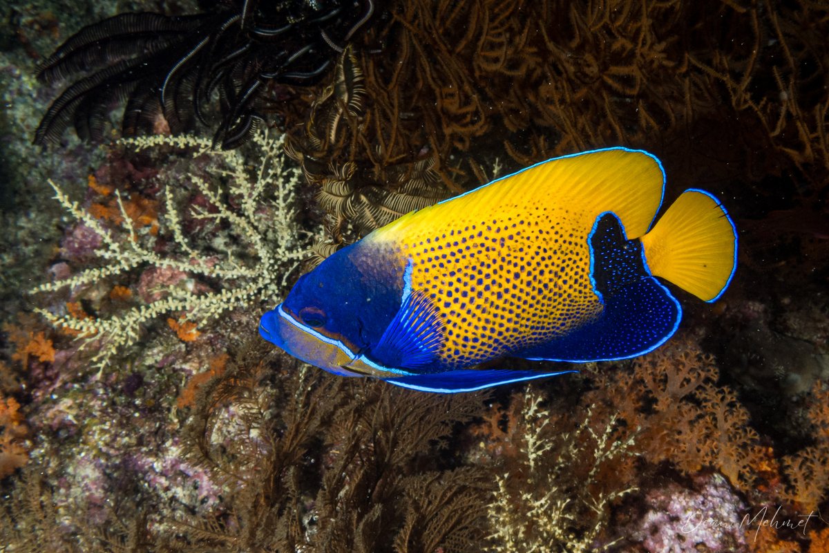 Bluegirdle Angelfish hero image