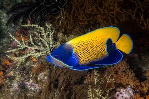 Bluegirdle Angelfish