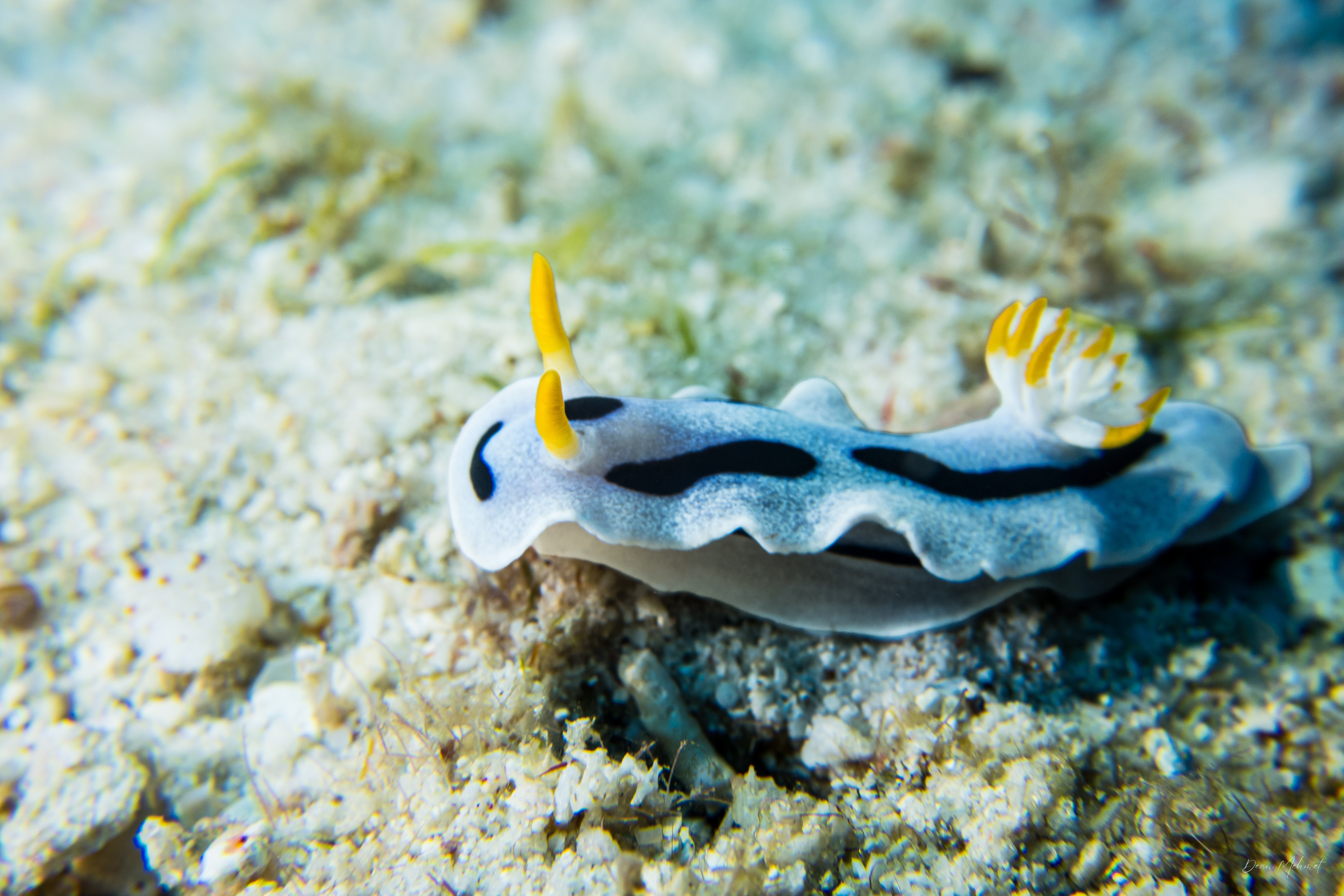 Alcala's Chromodoris