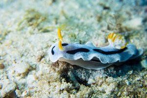 Alcala's Chromodoris