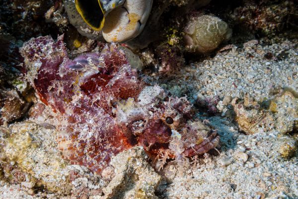 Smallscale Scorpionfish - Raja Ampat - 27 September 2026 - Dive 1 - Cape Kri