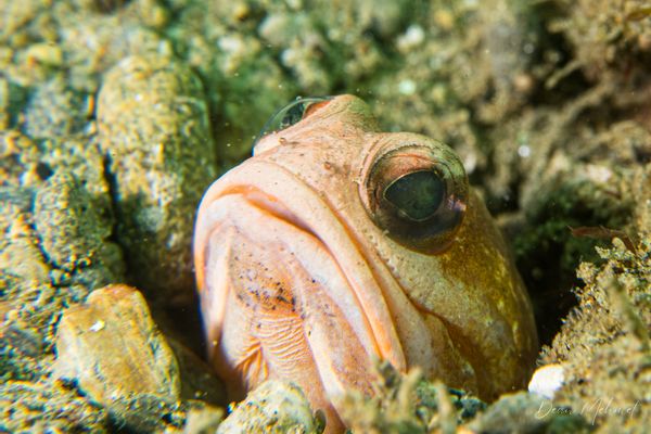 Banded Jawfish
