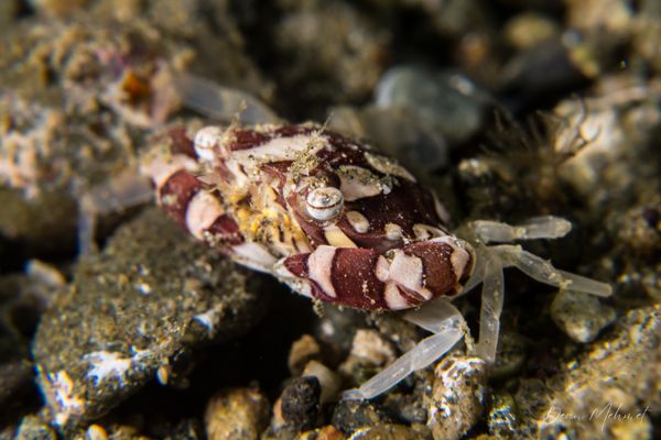 Harlequin Swimming Crab