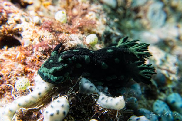 Crested Nembrotha