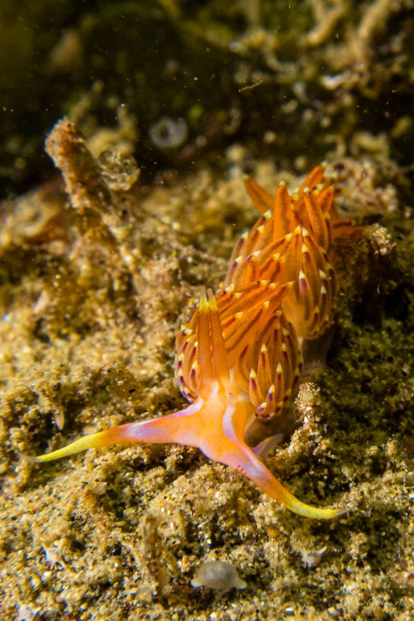 Four-colour Nudibranch
