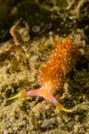 Four-colour Nudibranch